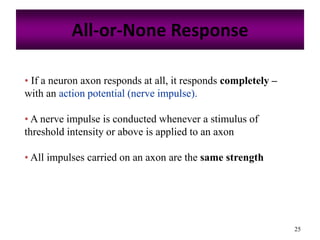 25
All-or-None Response
• If a neuron axon responds at all, it responds completely –
with an action potential (nerve impulse).
• A nerve impulse is conducted whenever a stimulus of
threshold intensity or above is applied to an axon
• All impulses carried on an axon are the same strength
 