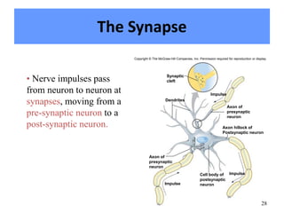 28
The Synapse
• Nerve impulses pass
from neuron to neuron at
synapses, moving from a
pre-synaptic neuron to a
post-synaptic neuron.
Copyright © The McGraw-Hill Companies, Inc. Permission required for reproduction or display.
Dendrites
Impulse
Impulse
Impulse
Synaptic
cleft
Axon of
presynaptic
neuron
Cell body of
postsynaptic
neuron
Axon hillock of
Postsynaptic neuron
Axon of
presynaptic
neuron
 