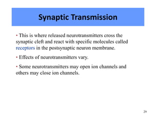 29
Synaptic Transmission
• This is where released neurotransmitters cross the
synaptic cleft and react with specific molecules called
receptors in the postsynaptic neuron membrane.
• Effects of neurotransmitters vary.
• Some neurotransmitters may open ion channels and
others may close ion channels.
 