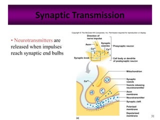 31
Synaptic Transmission
• Neurotransmitters are
released when impulses
reach synaptic end bulbs
Copyright © The McGraw-Hill Companies, Inc. Permission required for reproduction or display.
Mitochondrion
Synaptic knob
(a)
Synaptic cleft
Neurotransmitter
Axon
Ca+2
Presynaptic neuron
Direction of
nerve impulse
Synaptic
vesicles
Cell body or dendrite
of postsynaptic neuron
Synaptic
vesicle
Vesicle releasing
neurotransmitter
Axon
membrane
Polarized
membrane
Depolarized
membrane
Ca+2
Ca+2
 