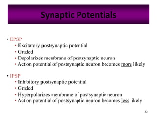 32
Synaptic Potentials
• EPSP
• Excitatory postsynaptic potential
• Graded
• Depolarizes membrane of postsynaptic neuron
• Action potential of postsynaptic neuron becomes more likely
• IPSP
• Inhibitory postsynaptic potential
• Graded
• Hyperpolarizes membrane of postsynaptic neuron
• Action potential of postsynaptic neuron becomes less likely
 
