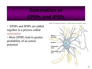 33
Summation of
EPSPs and IPSPs
• EPSPs and IPSPs are added
together in a process called
summation
• More EPSPs lead to greater
probability of an action
potential
Copyright © The McGraw-Hill Companies, Inc. Permission required for reproduction or display.
Nucleus
Neuron
cell body
Presynaptic
knob
Presynaptic
axon
 