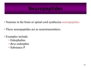 35
Neuropeptides
• Neurons in the brain or spinal cord synthesize neuropeptides.
• These neuropeptides act as neurotransmitters.
• Examples include:
• Enkephalins
• Beta endorphin
• Substance P
 