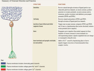 The nervous system presentation dawn part 2