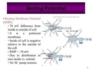 5
Resting Potential
• Resting Membrane Potential
(RMP):
• 70 mV difference from
inside to outside of cell
• It is a polarized
membrane
• Inside of cell is negative
relative to the outside of
the cell
• RMP = -70 mV
• Due to distribution of
ions inside vs. outside
• Na+/K+ pump restores
Copyright © The McGraw-Hill Companies, Inc. Permission required for reproduction or display.
AxonCell body
Low Na+
Axon terminalLow K+
High K+
High Na+
(a)
+
+
–
–
+
+
–
–
+
+
–+
–
–
+
–+
–
+
–
+
–
+
–+
–
+
–
+
–
+
–
+
–
+ –
–70 mV
(b)
+
+
––
+
+
––
+
+
–+
–
–
+
–+
–
+
–
+
–
+–
+
–
+
–
+
–
+
–
–70 mV
Low Na+
Low K+ High K+
High Na+
Na+
K+
(c)
Pump
Impermeant
anions
 