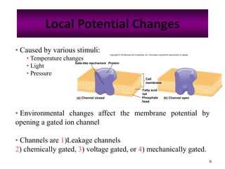 6
Local Potential Changes
• Caused by various stimuli:
• Temperature changes
• Light
• Pressure
• Environmental changes affect the membrane potential by
opening a gated ion channel
• Channels are 1)Leakage channels
2) chemically gated, 3) voltage gated, or 4) mechanically gated.
Copyright © The McGraw-Hill Companies, Inc. Permission required for reproduction or display.
Gate-like mechanism Protein
(b) Channel open(a) Channel closed
Cell
membrane
Fatty acid
tail
Phosphate
head
 