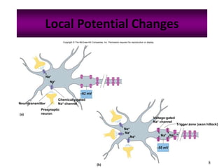 8
Local Potential Changes
Copyright © The McGraw-Hill Companies, Inc. Permission required for reproduction or display.
–62 mV
Na+
Na+
Neurotransmitter
(a)
–55 mV
Na+
Na+
Na+ Na+
Na+
Trigger zone (axon hillock)
(b)
Chemically-gated
Na+ channel
Presynaptic
neuron
Voltage-gated
Na+ channel
 