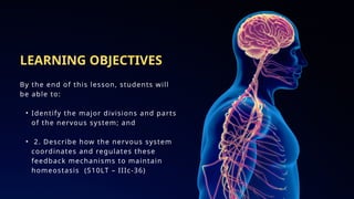 The Nervous Systems Education Presentation Blue Animated Style.pptx