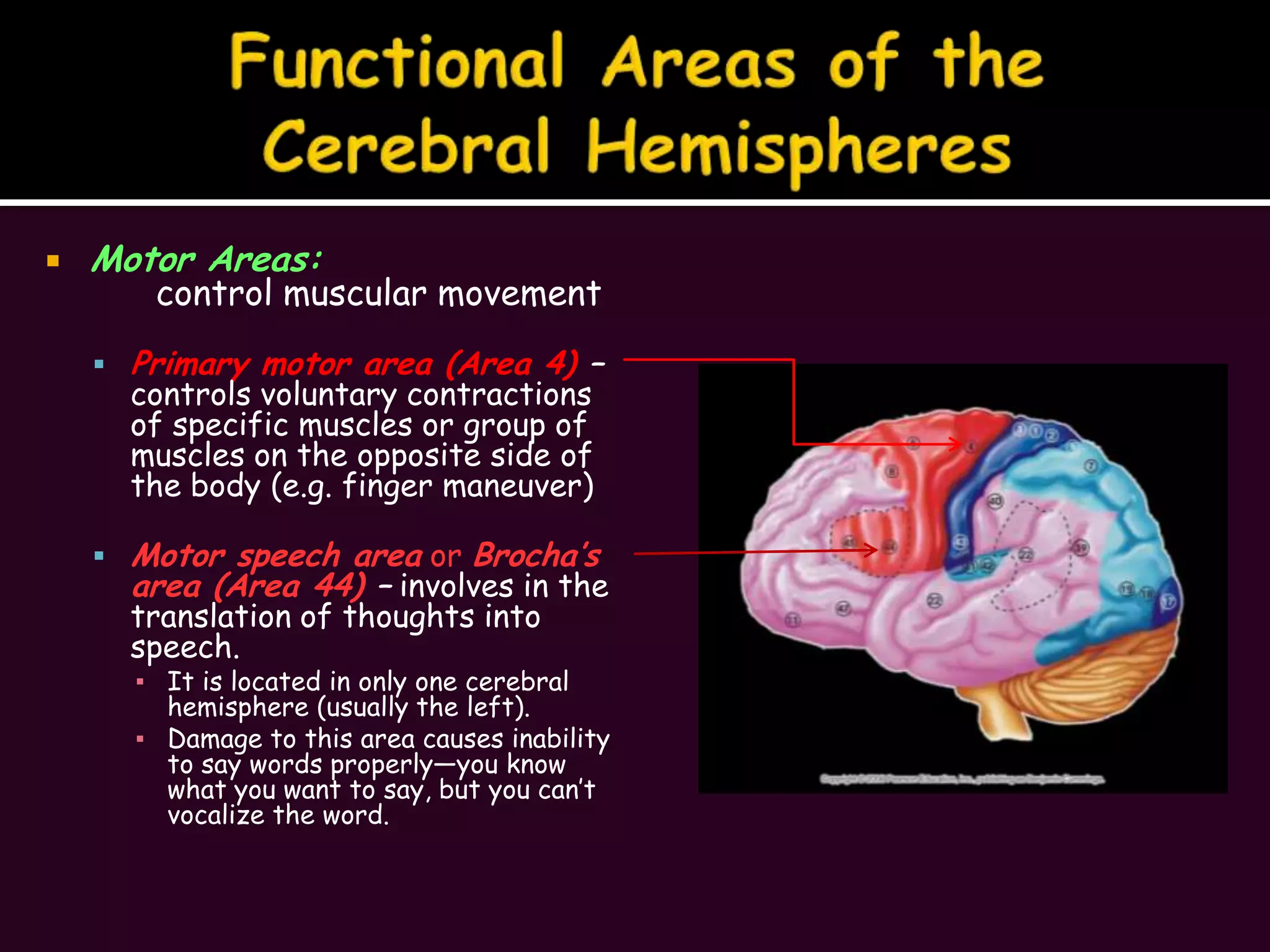 Functional Areas of the Cerebral HemispheresMotor Areas:	control muscular movementPrimary motor area (Area 4) – controls voluntary contractions of specific muscles or group of muscles on the opposite side of the body (e.g. finger maneuver)Motor speech area or Brocha’s area (Area 44) – involves in the translation of thoughts into speech.It is located in only one cerebral hemisphere (usually the left).Damage to this area causes inability to say words properly—you know what you want to say, but you can’t vocalize the word.