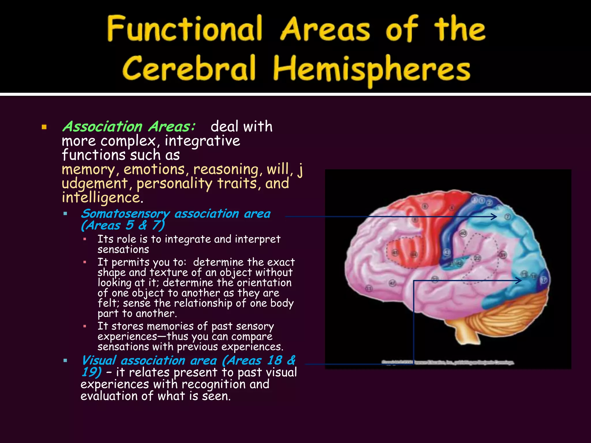 Functional Areas of the Cerebral HemispheresAssociation Areas:deal with more complex, integrative functions such as memory, emotions, reasoning, will, judgement, personality traits, and intelligence.Somatosensory association area (Areas 5 & 7)Its role is to integrate and interpret sensationsIt permits you to:  determine the exact shape and texture of an object without looking at it; determine the orientation of one object to another as they are felt; sense the relationship of one body part to another.It stores memories of past sensory experiences—thus you can compare sensations with previous experiences.Visual association area (Areas 18 & 19) – it relates present to past visual experiences with recognition and evaluation of what is seen.