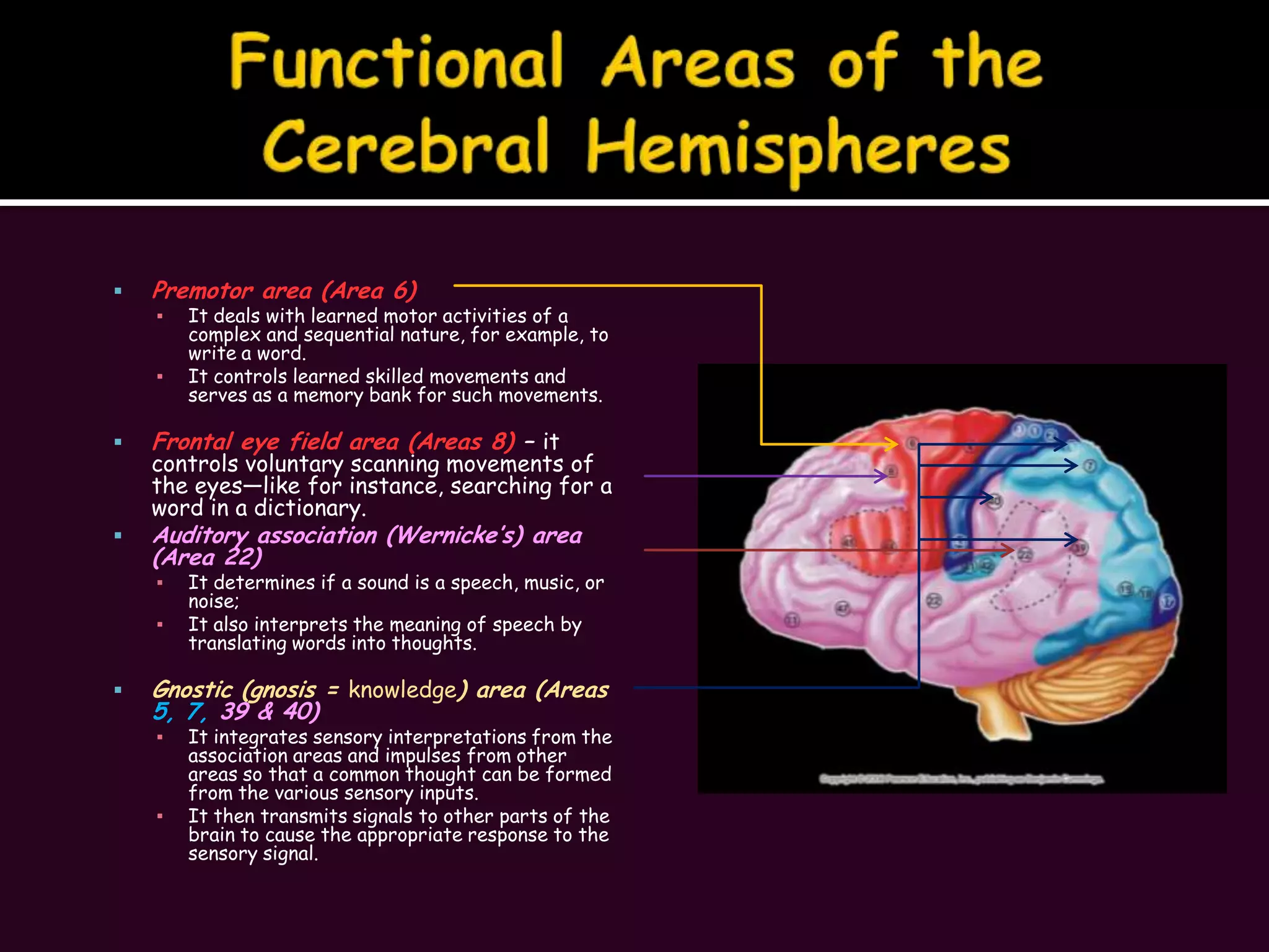 Functional Areas of the Cerebral HemispheresPremotor area (Area 6)It deals with learned motor activities of a complex and sequential nature, for example, to write a word.It controls learned skilled movements and serves as a memory bank for such movements.Frontal eye field area (Areas 8) – it controls voluntary scanning movements of the eyes—like for instance, searching for a word in a dictionary.Auditory association (Wernicke’s) area (Area 22) It determines if a sound is a speech, music, or noise;It also interprets the meaning of speech by translating words into thoughts.Gnostic (gnosis = knowledge) area (Areas 5, 7, 39 & 40)It integrates sensory interpretations from the association areas and impulses from other areas so that a common thought can be formed from the various sensory inputs.It then transmits signals to other parts of the brain to cause the appropriate response to the sensory signal.