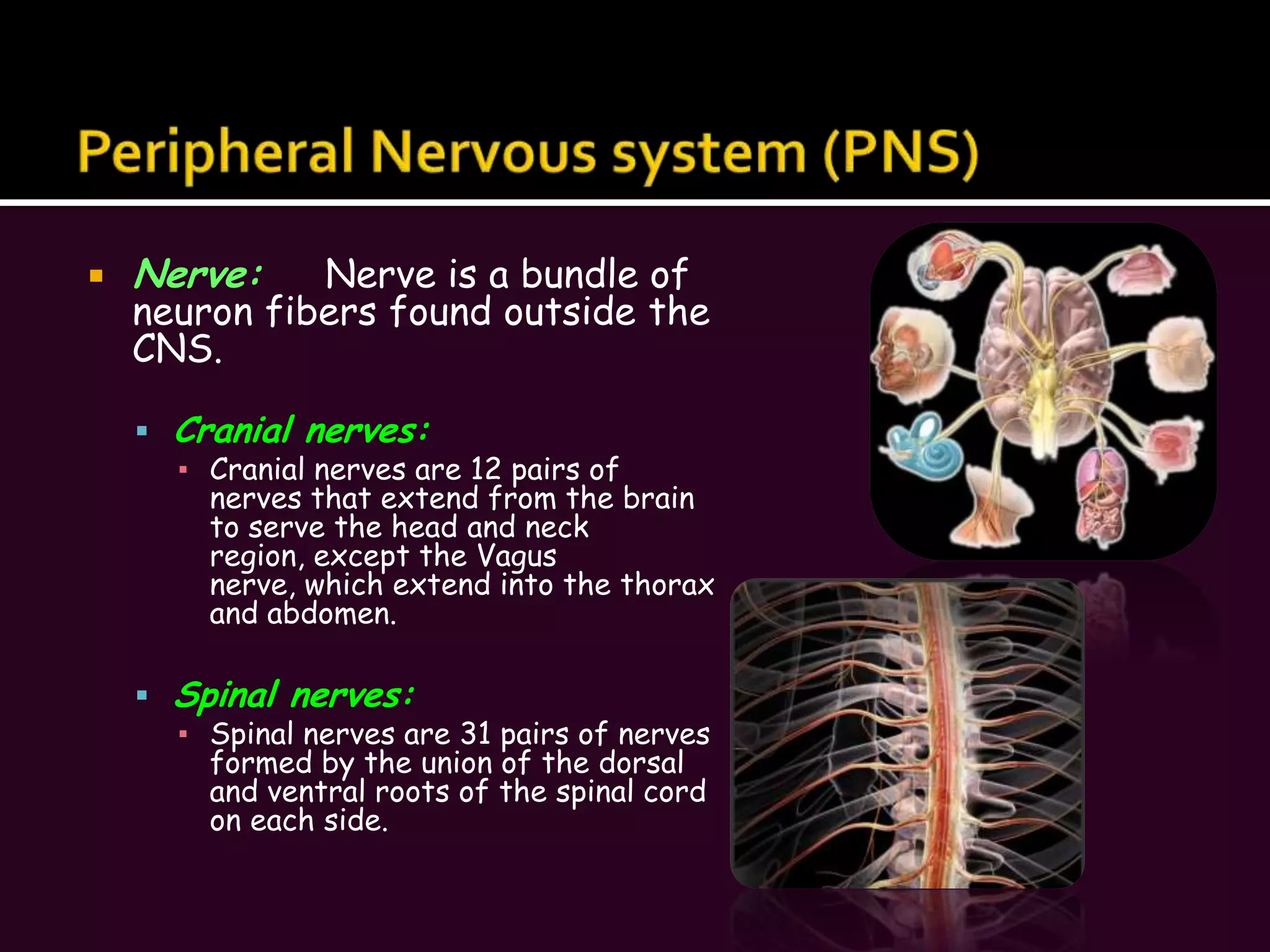Rehearsal– repeating or rehearsing material enhances memory