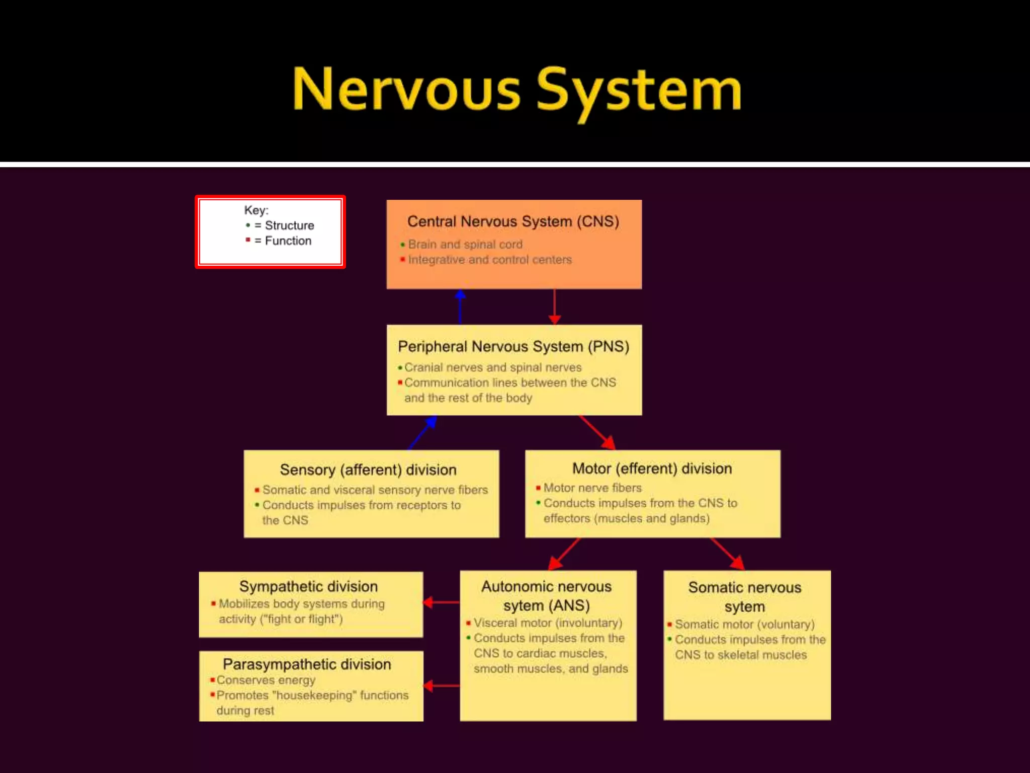 Central Nervous System (CNS)THE SPINAL CORDThe spinal cord is a reflex center and conduction pathway which is found within the vertebral canal.It extends from the foramen magnum to L1 or L2.