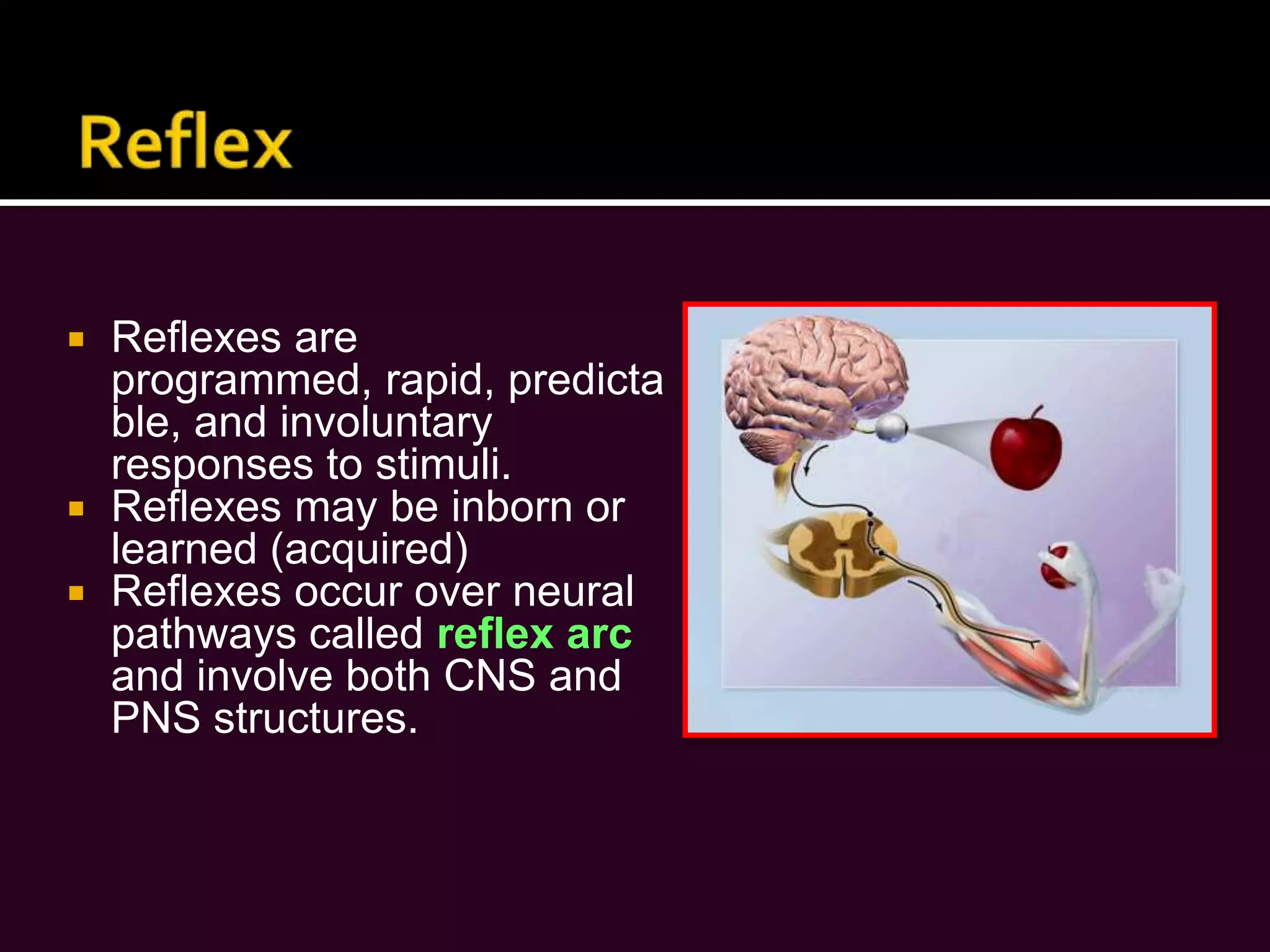 Peripheral Nervous system (PNS)Nerve:Nerve is a bundle of neuron fibers found outside the CNS. Cranial nerves:Cranial nerves are 12 pairs of nerves that extend from the brain to serve the head and neck region, except the Vagus nerve, which extend into the thorax and abdomen. Spinal nerves:Spinal nerves are 31 pairs of nerves formed by the union of the dorsal and ventral roots of the spinal cord on each side.