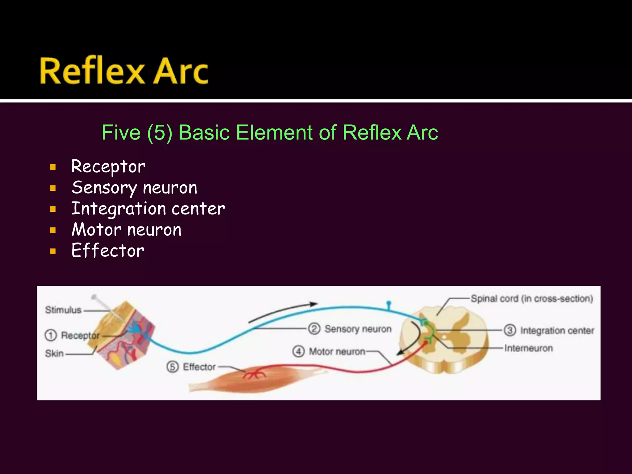 Peripheral Nervous system (PNS)The PNS has two (2) functional divisions…Sensory or Afferent Division:Consists of nerve fibers that convey impulses to the central nervous system from sensory receptors located in various parts of the body.Sensory fibers that deliver impulses from the skin, skeletal muscles, and joints are called somatic (soma = body) sensory fibers.Sensory fibers that transmit impulses from the visceral organs are called visceral sensory fibers, or visceral afferents.The sensory division keeps the CNS constantly informed of events going on both inside and outside the body.Motor or Efferent Division:Carries impulses from the CNS to effector organs, muscles and glands.