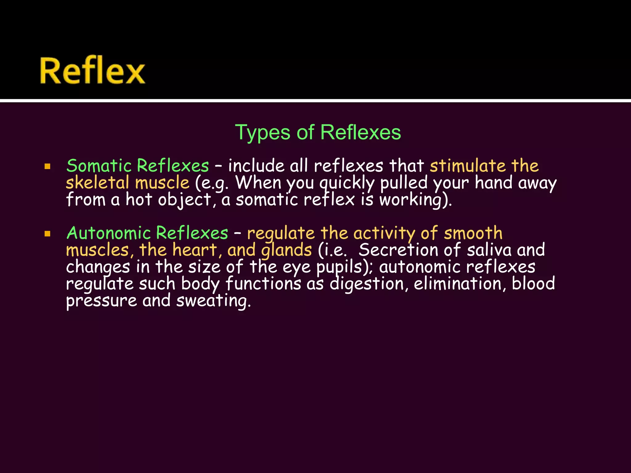 Peripheral Nervous system (PNS)Motor Division:The Somatic Nervous System (SNS):Allows us to consciously, or voluntarily, control our skeletal muscles.This subdivision is often referred to as the voluntary nervous system, however, skeletal muscle reflexes are also initiated involuntarily by fibers of this same subdivision.The Autonomic Nervous System (ANS):Regulates events that are automatic, or involuntary, such as the activity of smooth muscles and glands.This subdivision is commonly called the involuntary nervous system