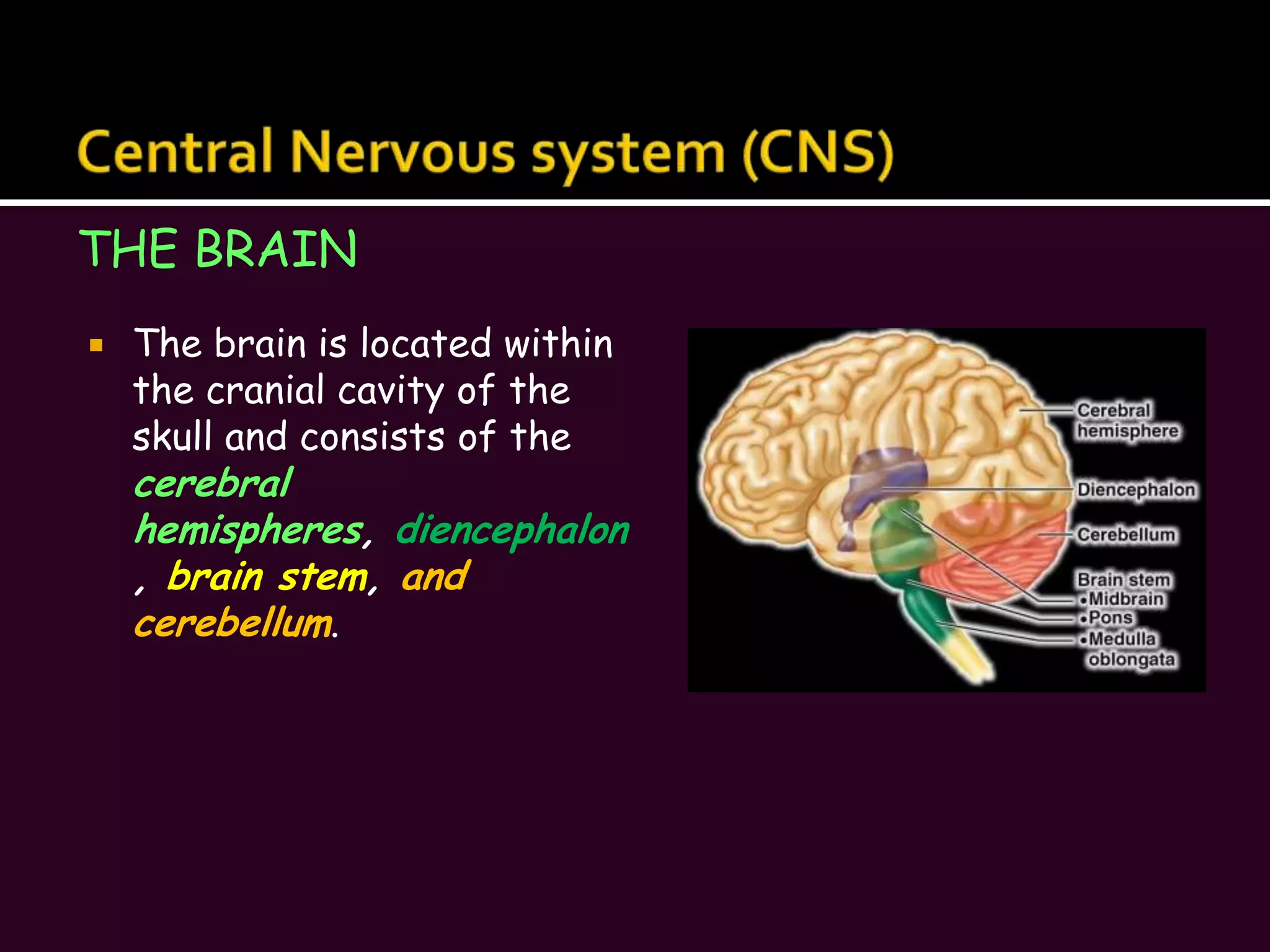 The brain is located within the cranial cavity of the skull and consists of the cerebral hemispheres, diencephalon, brain stem, and cerebellum.Central Nervous system (CNS)THE BRAIN