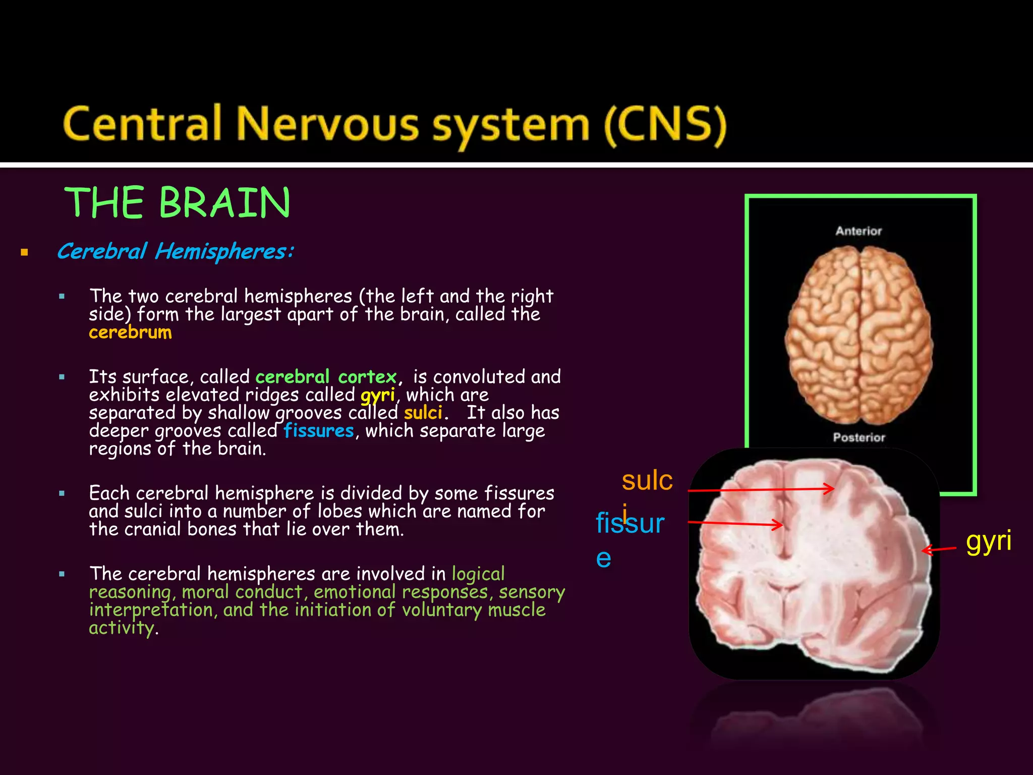 Central Nervous system (CNS)THE BRAINCerebral Hemispheres:The two cerebral hemispheres (the left and the right side) form the largest apart of the brain, called the cerebrumIts surface, called cerebral cortex, is convoluted and exhibits elevated ridges called gyri, which are separated by shallow grooves called sulci.  It also has deeper grooves called fissures, which separate large regions of the brain.Each cerebral hemisphere is divided by some fissures and sulci into a number of lobes which are named for the cranial bones that lie over them.The cerebral hemispheres are involved in logical reasoning, moral conduct, emotional responses, sensory interpretation, and the initiation of voluntary muscle activity.sulcifissuregyri