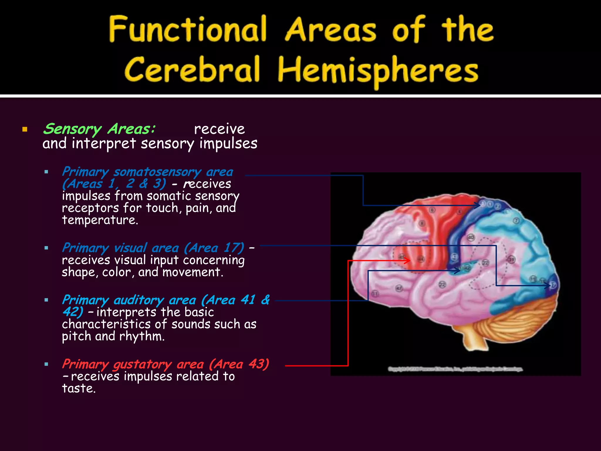 Functional Areas of the Cerebral HemispheresSensory Areas:	receive and interpret sensory impulsesPrimary somatosensory area (Areas 1, 2 & 3) - receives impulses from somatic sensory receptors for touch, pain, and temperature.Primary visual area (Area 17) – receives visual input concerning shape, color, and movement.Primary auditory area (Area 41 & 42) – interprets the basic characteristics of sounds such as pitch and rhythm.Primary gustatory area (Area 43) – receives impulses related to taste.