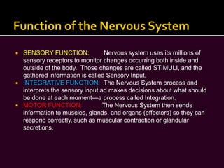 Function of the Nervous System<br />SENSORY FUNCTION:	 Nervous system uses its millions of sensory receptors to monitor ch...