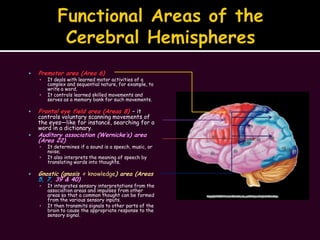 Functional Areas of the Cerebral Hemispheres<br />Premotor area (Area 6)<br />It deals with learned motor activities of a ...