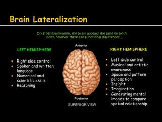 Brain Lateralization<br />On gross examination, the brain appears the same on both sides, however there are functional dif...