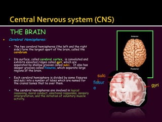 Central Nervous system (CNS)<br />THE BRAIN<br />Cerebral Hemispheres:<br />The two cerebral hemispheres (the left and the...