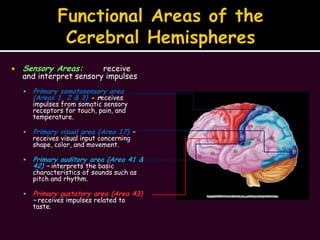 Functional Areas of the Cerebral Hemispheres<br />Sensory Areas:	receive and interpret sensory impulses<br />Primary somat...