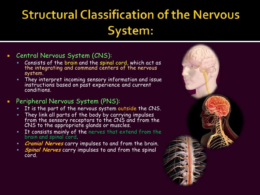 The Nervous System (Slide Show)