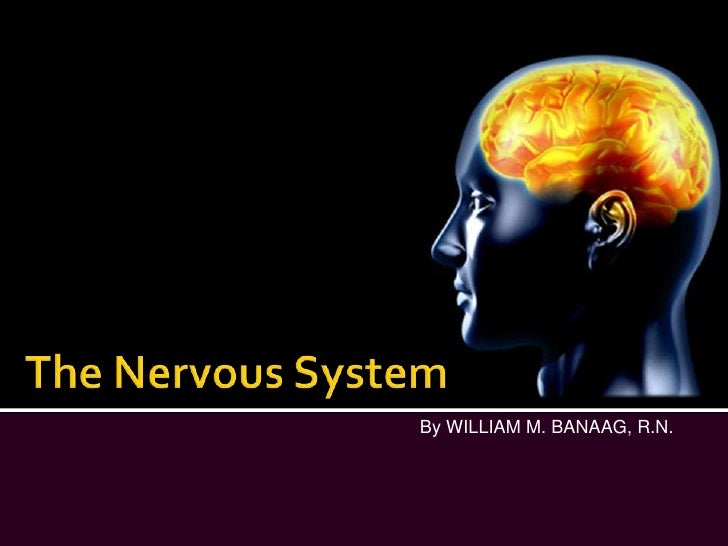 nervous system powerpoint