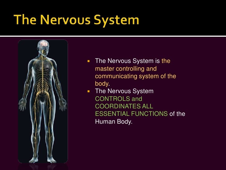 what is the function of the nervous system