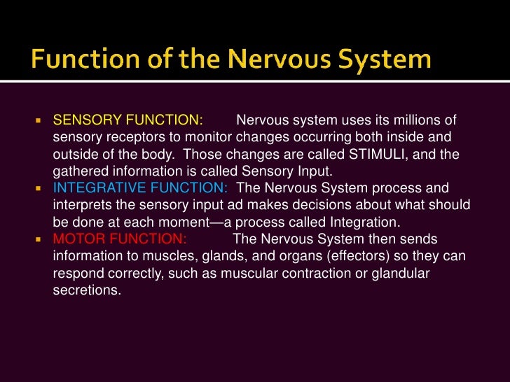 nervous system powerpoint