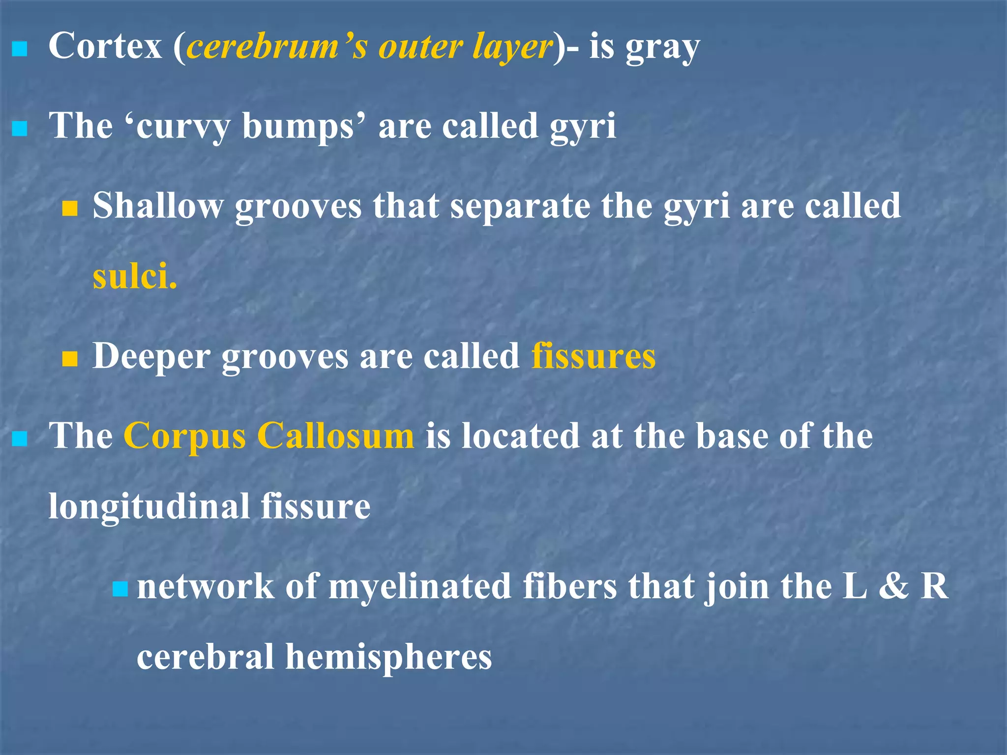 The nervous system with questions | PPTX