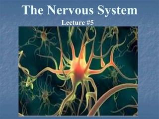 The Nervous System
Lecture #5
 