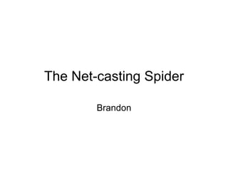 The Net-casting Spider Brandon 