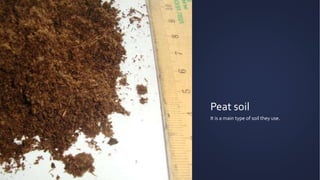 Peat soil
It is a main type of soil they use.
 
