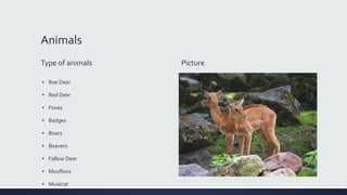 Animals
Type of animals
▪ Roe Deer
▪ Red Deer
▪ Foxes
▪ Badges
▪ Boars
▪ Beavers
▪ Fallow Deer
▪ Mouflons
▪ Muskrat
Picture
 