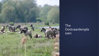 The
Oostvaarderspla
ssen
 