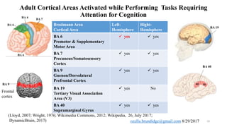Adult Cortical Areas Activated while Performing Tasks Requiring
Attention for Cognition
Brodmann Area
Cortical Area
Left-
Hemisphere
Right-
Hemisphere
BA 6
Premotor & Supplementary
Motor Area
 yes  yes
BA 7
Precuneus/Somatosensory
Cortex
 yes  yes
BA 9
Guenon/Dorsolateral
Prefrontal Cortex
 yes  yes
BA 19
Tertiary Visual Association
Area (V3)
 yes No
BA 40
Supramarginal Gyrus
 yes  yes
(Lloyd, 2007; Wright, 1976; Wikimedia Commons, 2012; Wikipedia, 26, July 2017; DynamicBrain, 2017) 10
BA 9
BA 19
BA 40
Frontal
cortex
 