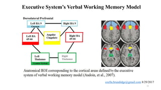 Executive System’s Verbal Working Memory Model
12
Dorsolateral Prefrontal
 