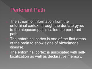 The stream of information from the
entorhinal cortex, through the dentate gyrus
to the hippocampus is called the perforant
path.
The entorhinal cortex is one of the first areas
of the brain to show signs of Alzheimer’s
disease.
The entorhinal cortex is associated with self-
localization as well as declarative memory.
 