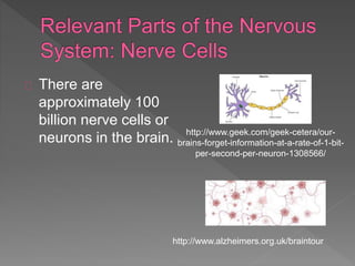 There are
approximately 100
billion nerve cells or
neurons in the brain. http://www.geek.com/geek-cetera/our-
brains-forget-information-at-a-rate-of-1-bit-
per-second-per-neuron-1308566/
http://www.alzheimers.org.uk/braintour
 