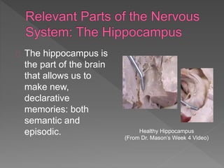 The hippocampus is
the part of the brain
that allows us to
make new,
declarative
memories: both
semantic and
episodic. Healthy Hippocampus
(From Dr. Mason’s Week 4 Video)
 