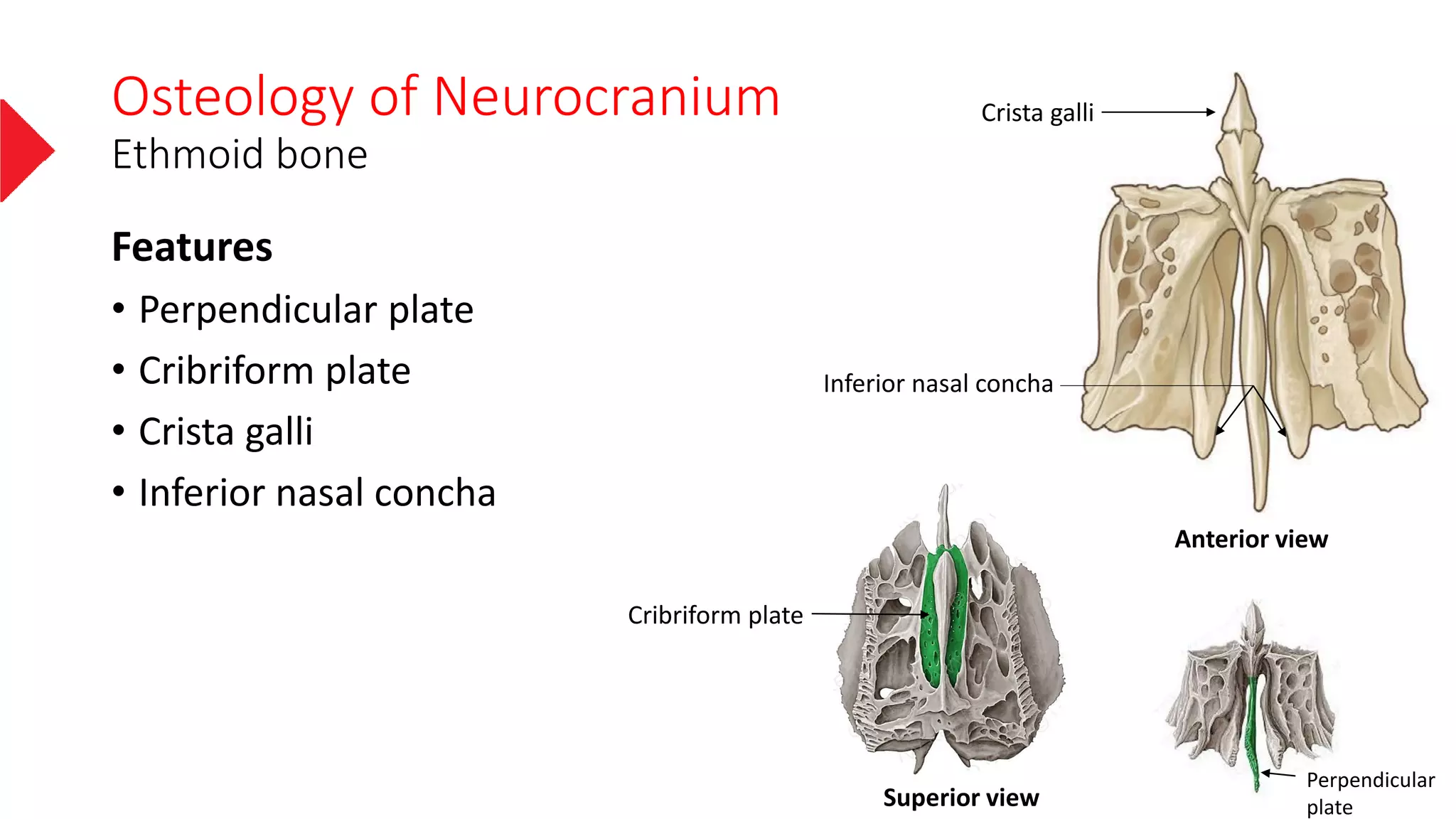 The neurocranium | PDF