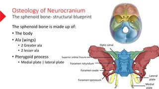 The neurocranium | PDF