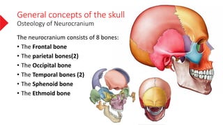 Neumocranium The neurocranium | PDF