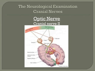 Optic Nerve
Cranial nerve II
 