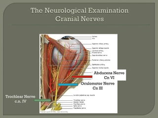 Trochlear Nerve
c.n. IV
Oculomotor Nerve
Cn III
Abducens Nerve
Cn VI
 