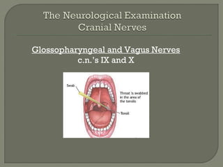 Glossopharyngeal and Vagus Nerves
c.n.’s IX and X
 