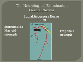 Spinal Accessory Nerve
c.n. XI
Trapezius
strength
Sternocleido-
Mastoid
strength
 